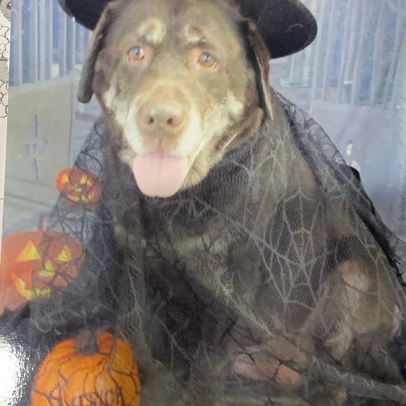 Meet your Posher, Angela - Picture 13 of 16